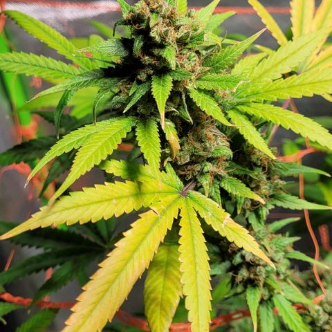 Moby Dick growlog timeline photo
