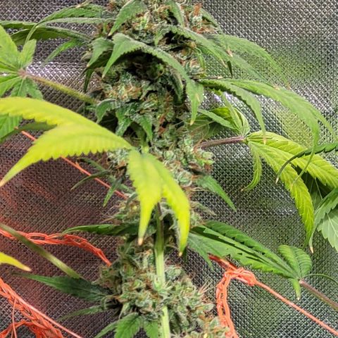 Moby Dick growlog timeline photo