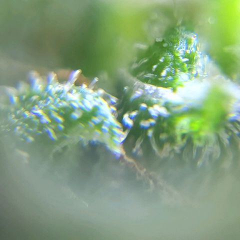 Moby Dick growlog timeline photo