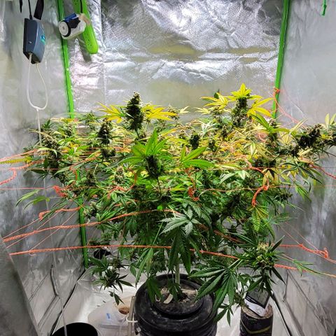 Moby Dick growlog timeline photo