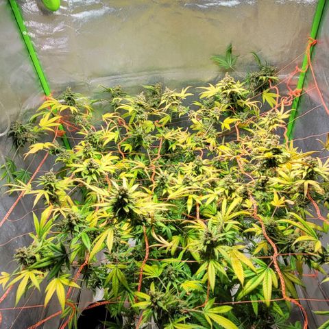 Moby Dick growlog timeline photo