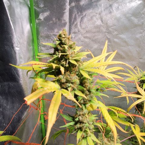 Moby Dick growlog timeline photo