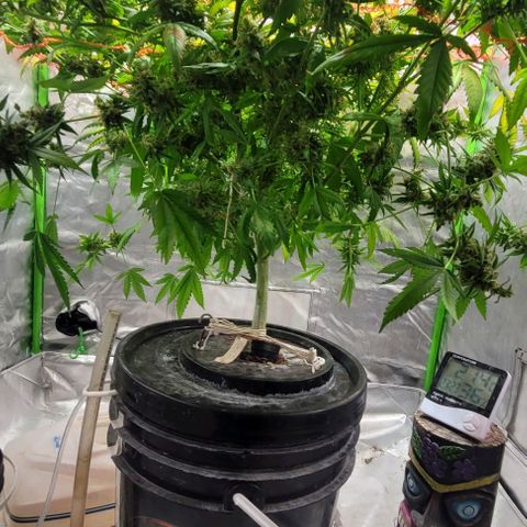 Moby Dick growlog timeline photo