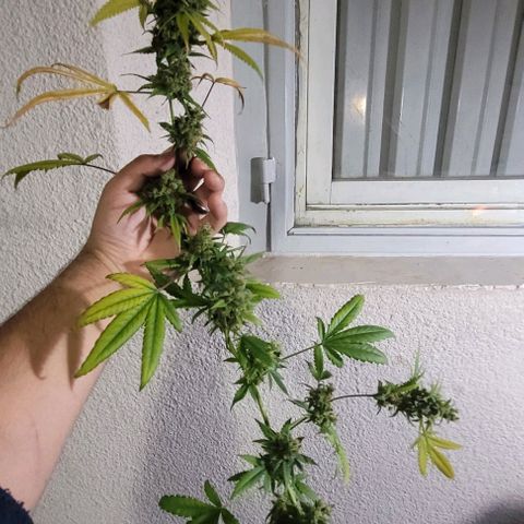 Moby Dick growlog timeline photo