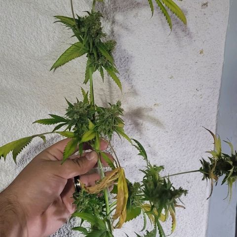 Moby Dick growlog timeline photo