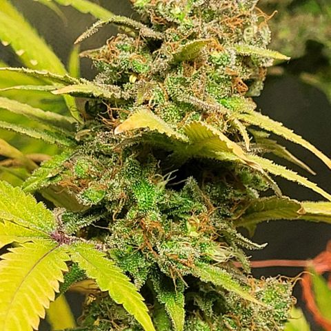 Moby Dick growlog timeline photo