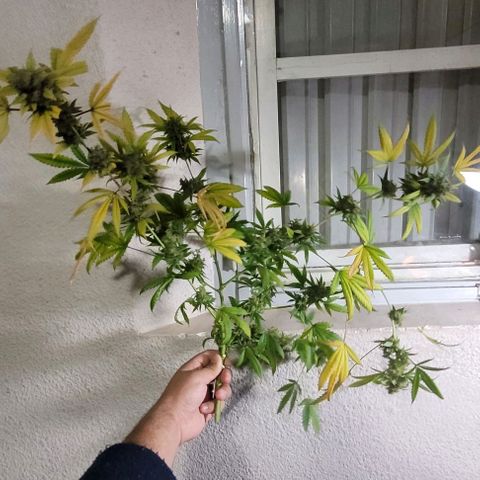 Moby Dick growlog timeline photo