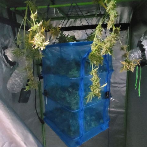 Moby Dick growlog timeline photo