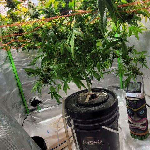 Moby Dick growlog timeline photo