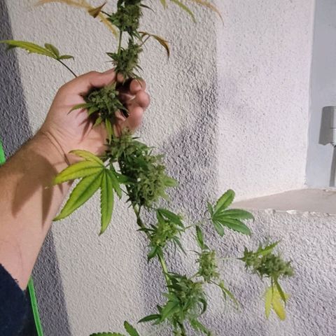 Moby Dick growlog timeline photo