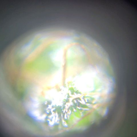 Moby Dick growlog timeline photo