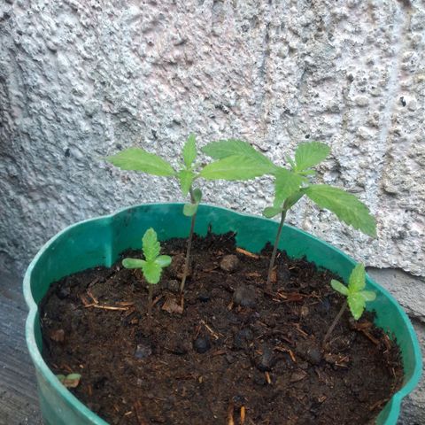 Panteonera kush growlog timeline photo