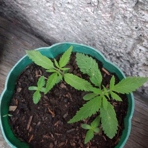 Panteonera kush growlog timeline photo