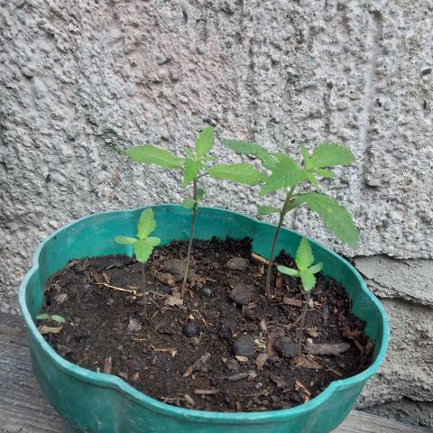 Panteonera kush growlog timeline photo