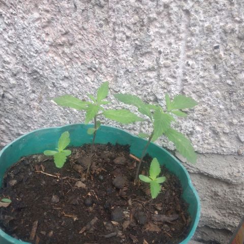 Panteonera kush growlog timeline photo