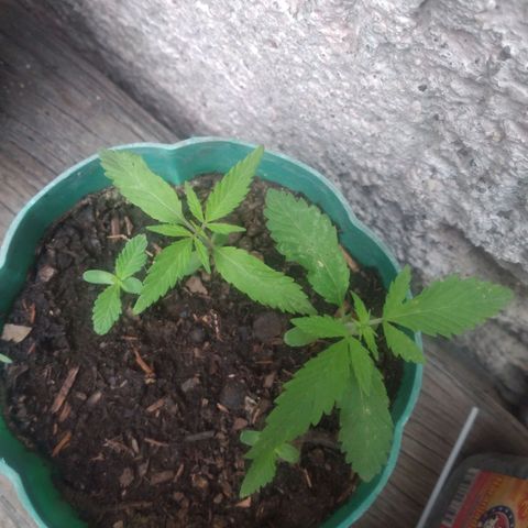 Panteonera kush growlog timeline photo