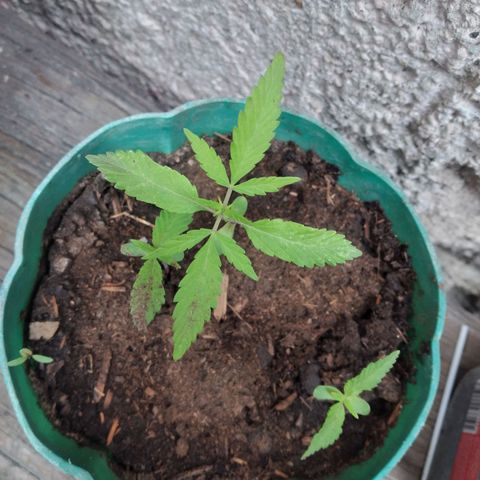 Panteonera kush growlog photo: Regale una planta y me quede con estas