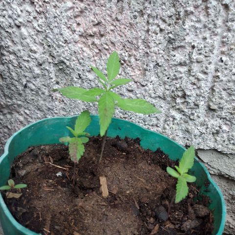 Panteonera kush growlog photo: Regale una planta y me quede con estas