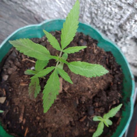 Panteonera kush growlog photo: Regale una planta y me quede con estas