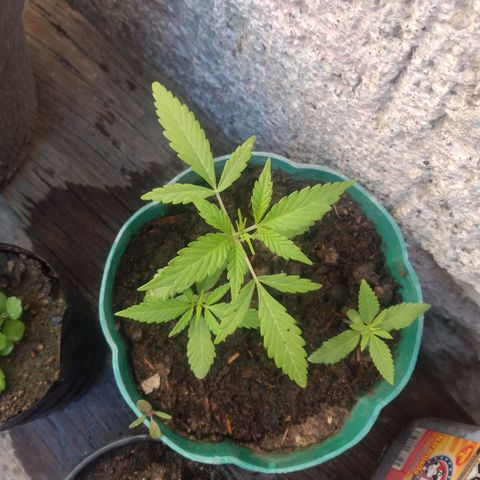 Panteonera kush growlog photo: Esta pasando un punto malo y es que las 2 plantas juntas estan creciendo bien pero se estan estorbando, esperare jn poco mas para hacer el trasplante