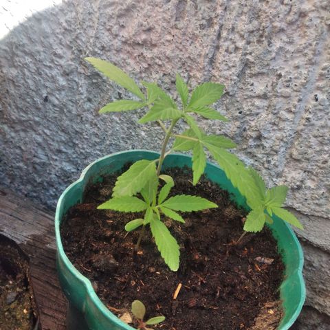 Panteonera kush growlog photo: Esta pasando un punto malo y es que las 2 plantas juntas estan creciendo bien pero se estan estorbando, esperare jn poco mas para hacer el trasplante