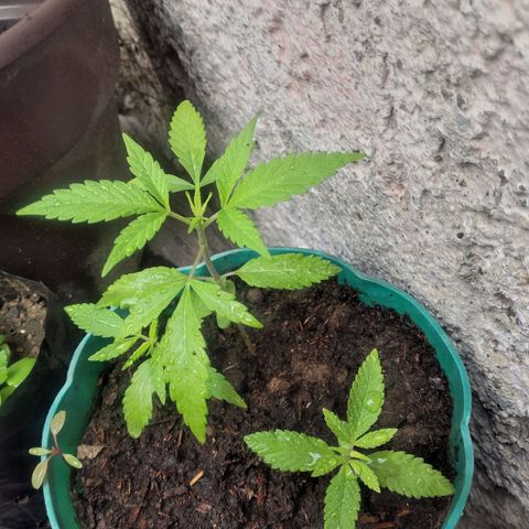 Panteonera kush growlog timeline photo