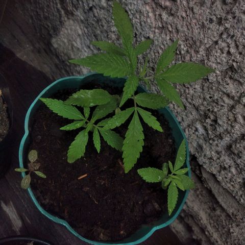 Panteonera kush growlog timeline photo