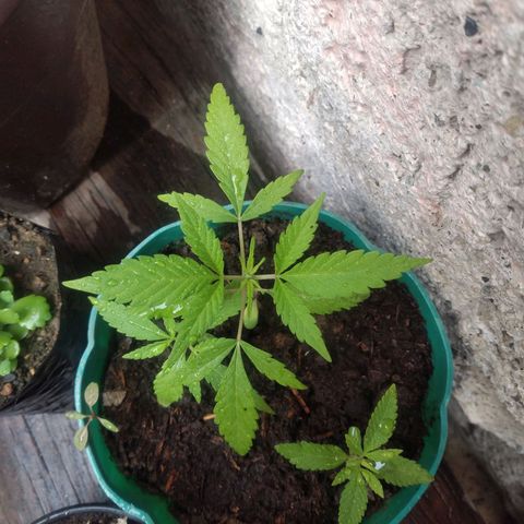 Panteonera kush growlog timeline photo