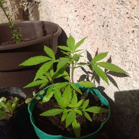 Panteonera kush growlog photo: Hoy separare a la ma grande en maceta de 11 litros y las pequeñas las dejare ahi hasta que crescan mas e igual ponerlas en macetas de 11 litros 