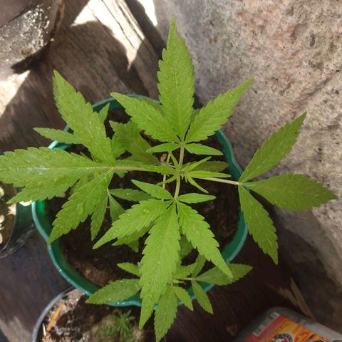 Panteonera kush growlog photo: Hoy separare a la ma grande en maceta de 11 litros y las pequeñas las dejare ahi hasta que crescan mas e igual ponerlas en macetas de 11 litros 