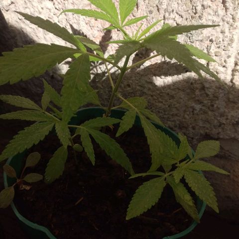 Panteonera kush growlog photo: Hoy separare a la ma grande en maceta de 11 litros y las pequeñas las dejare ahi hasta que crescan mas e igual ponerlas en macetas de 11 litros 