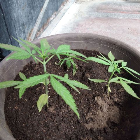 Panteonera kush growlog photo: En el transplante la mas pequeña se complico al volver a plantarla entonces sera esperar a ver si se recupera.
Aun no dan inicios de que sean hembra