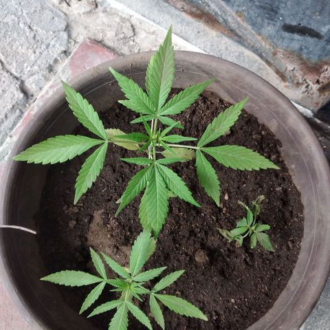 Panteonera kush growlog photo: En el transplante la mas pequeña se complico al volver a plantarla entonces sera esperar a ver si se recupera.
Aun no dan inicios de que sean hembra