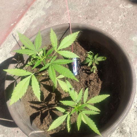 Panteonera kush growlog photo: La planta mas pequeña a levantado algunas hojas creo que co  el tiempo se recuperara 