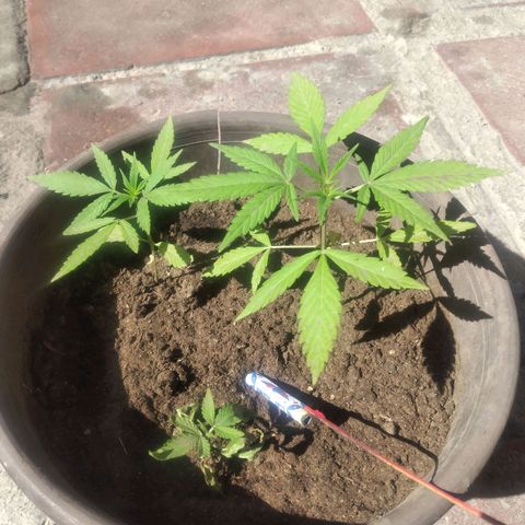 Panteonera kush growlog photo: La planta mas pequeña a levantado algunas hojas creo que co  el tiempo se recuperara 