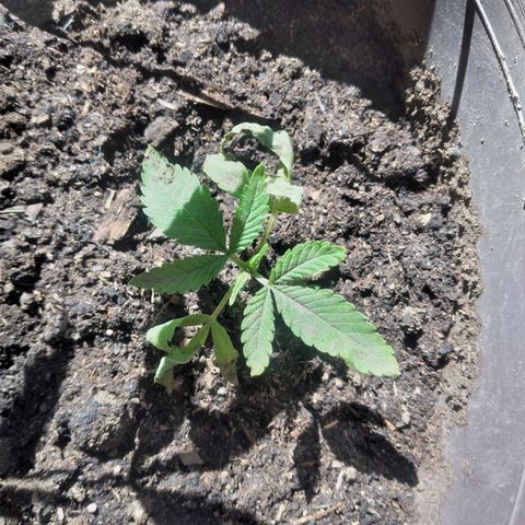 Panteonera kush growlog photo: A mejorado la planta pequeña asi que hay esta dando signos de que se pondra bien 