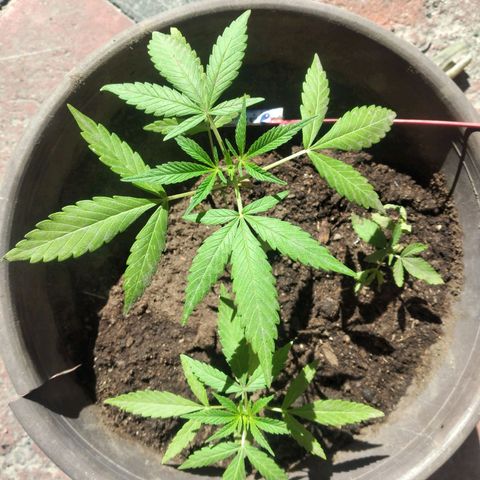 Panteonera kush growlog photo: A mejorado la planta pequeña asi que hay esta dando signos de que se pondra bien 