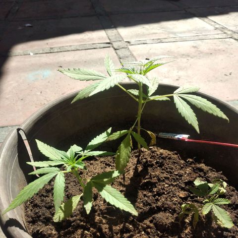 Panteonera kush growlog photo: A mejorado la planta pequeña asi que hay esta dando signos de que se pondra bien 