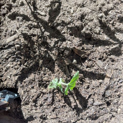 Panteonera kush growlog photo: A lo que parece ya esta muerta la planta pequeña pero la otras 2 van muy bien 