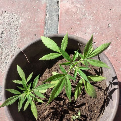 Panteonera kush growlog photo: A lo que parece ya esta muerta la planta pequeña pero la otras 2 van muy bien 