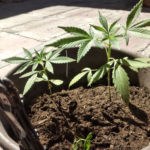 Panteonera kush growlog photo: A lo que parece ya esta muerta la planta pequeña pero la otras 2 van muy bien 