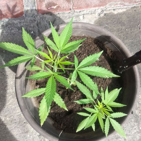Panteonera kush growlog timeline photo