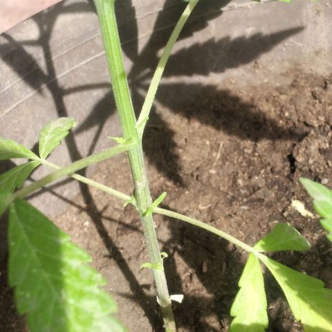 Panteonera kush growlog timeline photo