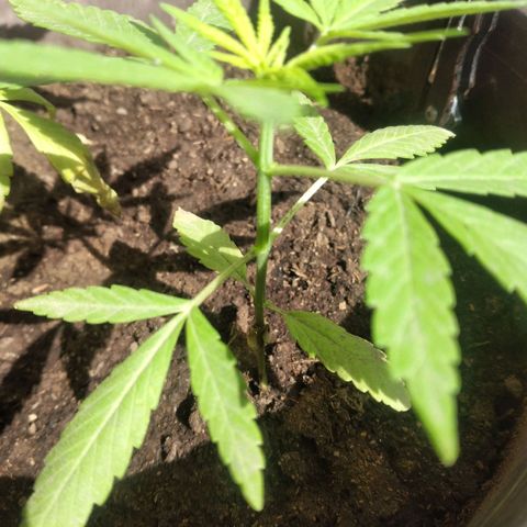 Panteonera kush growlog timeline photo