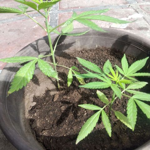 Panteonera kush growlog timeline photo