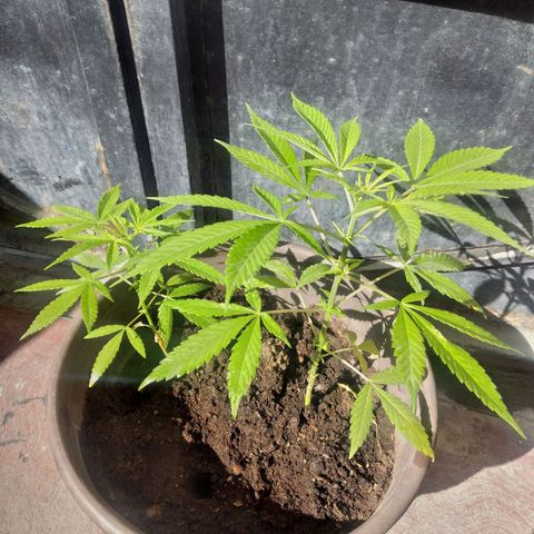 Panteonera kush growlog timeline photo