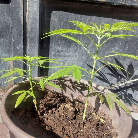 Panteonera kush growlog timeline photo
