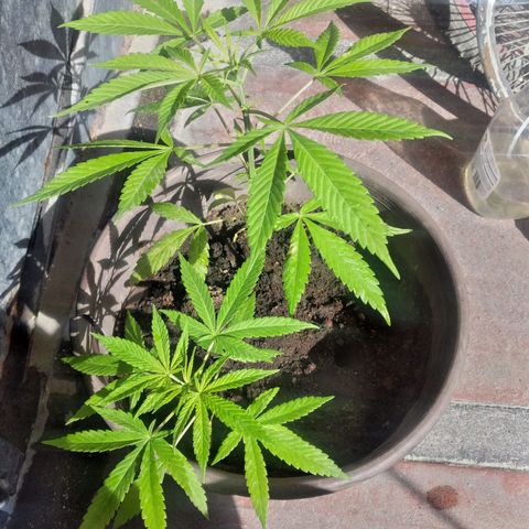 Panteonera kush growlog timeline photo