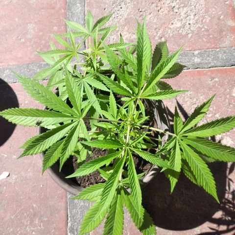 Panteonera kush growlog timeline photo
