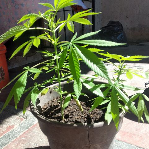 Panteonera kush growlog timeline photo